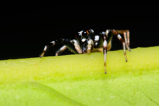 Close-up of a Jumping Spider.