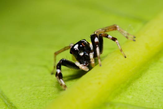 Close-up of a Jumping Spider.