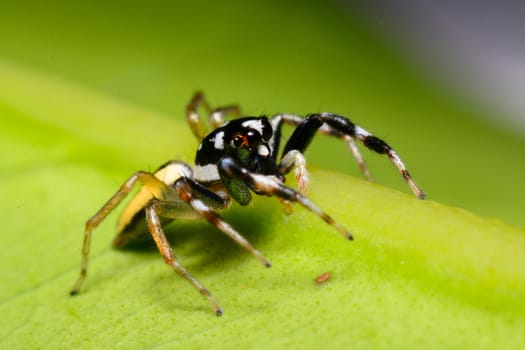 Close-up of a Jumping Spider.