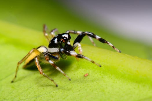 Close-up of a Jumping Spider.