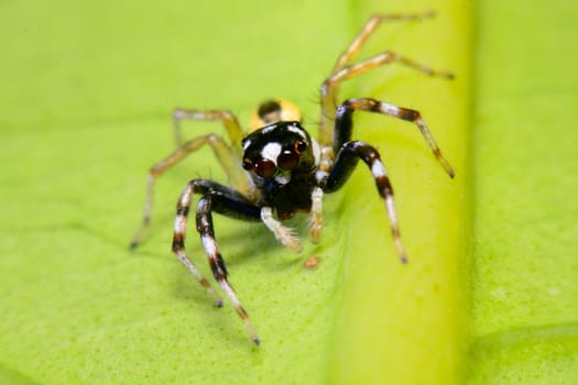 Close-up of a Jumping Spider.