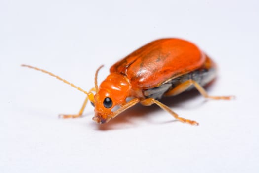 Close up Cucurbit leaf beetle, Aulacophora indica on a white background