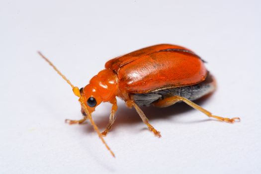 Close up Cucurbit leaf beetle, Aulacophora indica on a white background