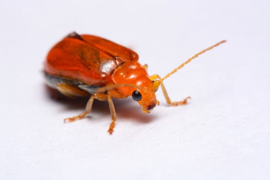 Close up Cucurbit leaf beetle, Aulacophora indica on a white background