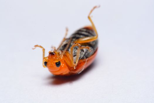 Close up Cucurbit leaf beetle, Aulacophora indica on a white background