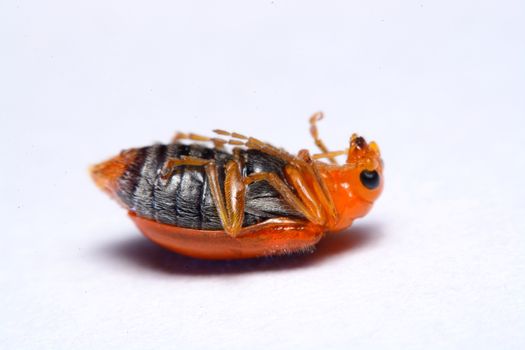 Close up Cucurbit leaf beetle, Aulacophora indica on a white background