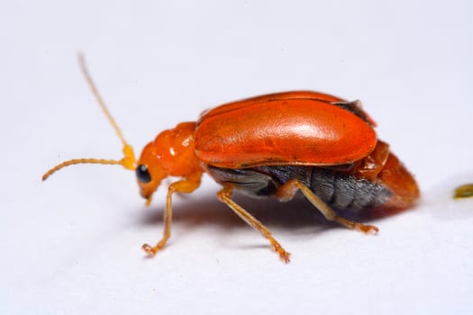 Close up Cucurbit leaf beetle, Aulacophora indica on a white background