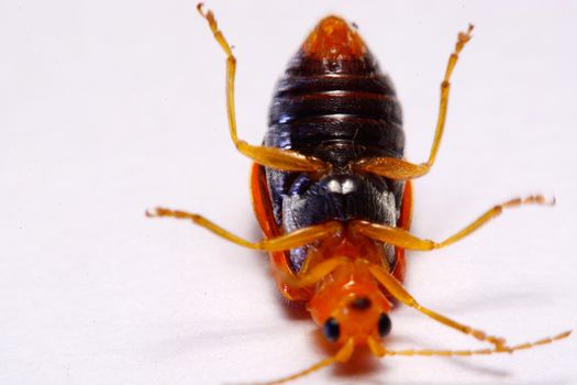 Close up Cucurbit leaf beetle, Aulacophora indica on a white background