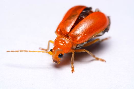 Close up Cucurbit leaf beetle, Aulacophora indica on a white background