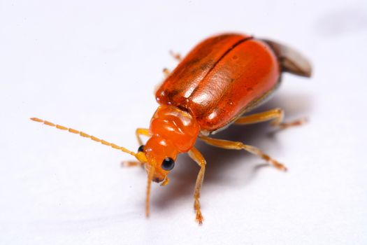 Close up Cucurbit leaf beetle, Aulacophora indica on a white background