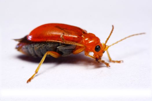 Close up Cucurbit leaf beetle, Aulacophora indica on a white background