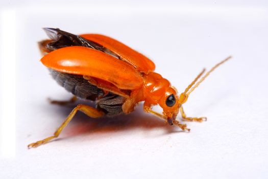 Close up Cucurbit leaf beetle, Aulacophora indica on a white background