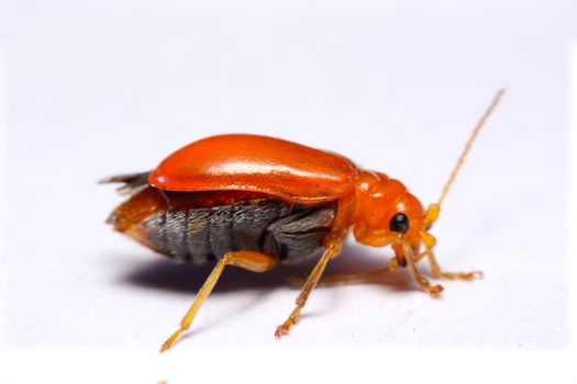 Close up Cucurbit leaf beetle, Aulacophora indica on a white background