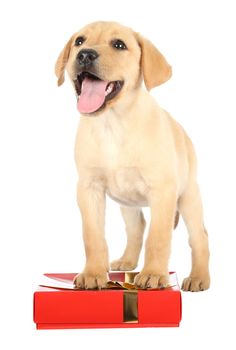 Cute Labrador Puppy with a Gift in a Red Box