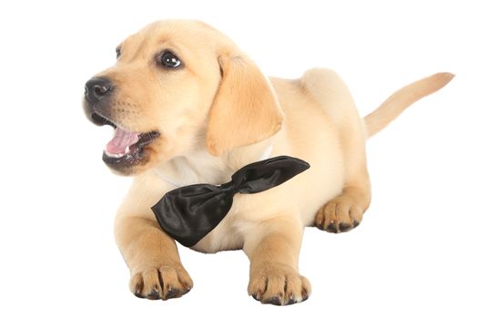 Cute Labrador Puppy wearing a black bow tie