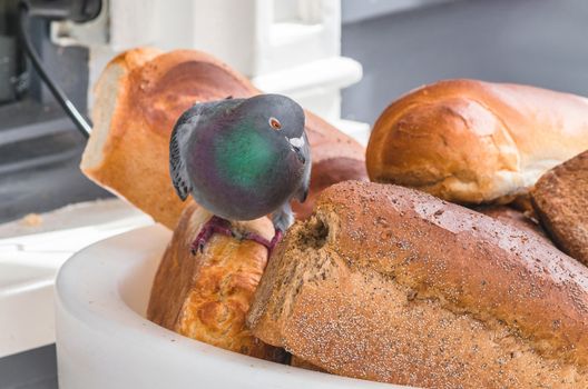 Pigeon on a large bread basket in front of a bakery, eating the bread.