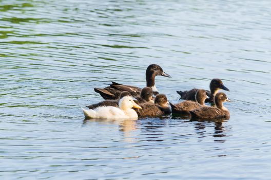 Duck family in the water. Ducklings in the first swimming attempt.