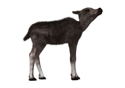3D digital render of a caribou calf isolated on white background