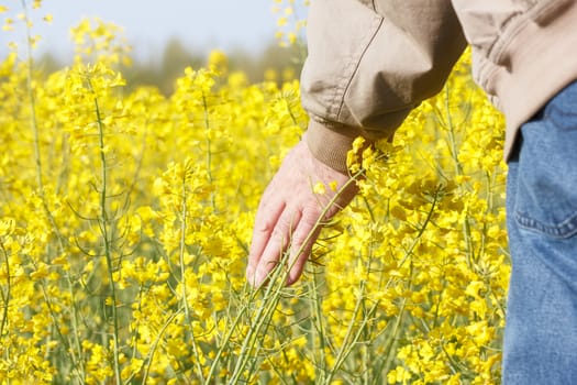 Farmer in rapeseed field controlling the growth of plants, close up