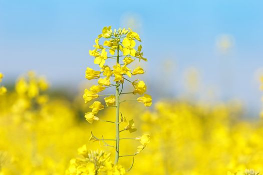Rapeseed flower in a field Close up of oil seed rape blooming. Soft and blur style for background.