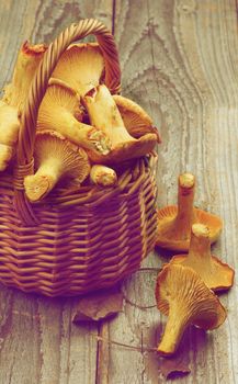 Raw Chanterelles in Wicker Basket Cross Section on Rustic Wooden background. Retro Styled