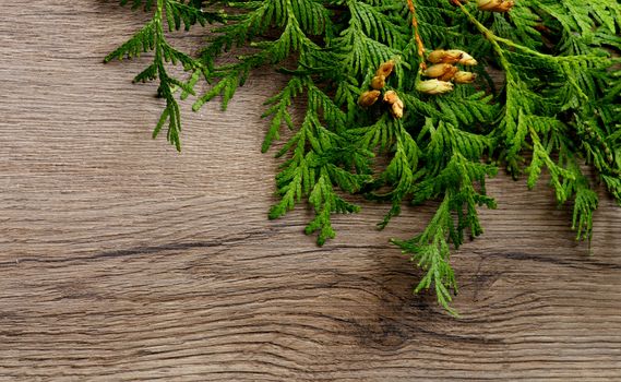 Christmas Decorations with of Thuja Branches with Small Cones closeup on Textured Wooden background