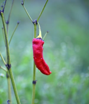 Picture of a Pure organic paprika after the rain