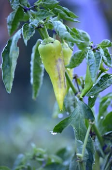 Picture of a Pure organic paprika after the rain