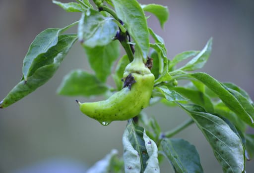 Picture of a Pure organic paprika after the rain