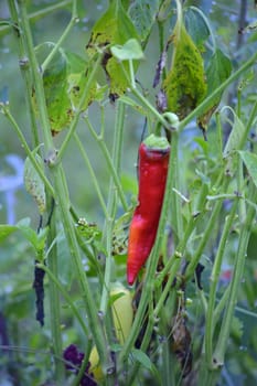 Picture of a Pure organic paprika after the rain