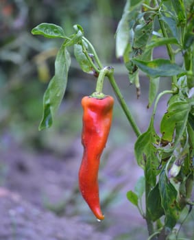 Picture of a Pure organic paprika after the rain