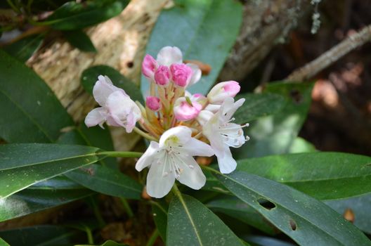 rhododendron found in the mountains of North Carolina.