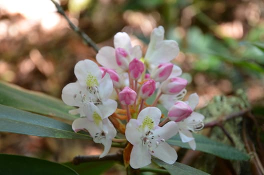 rhododendron found in the mountains of North Carolina.