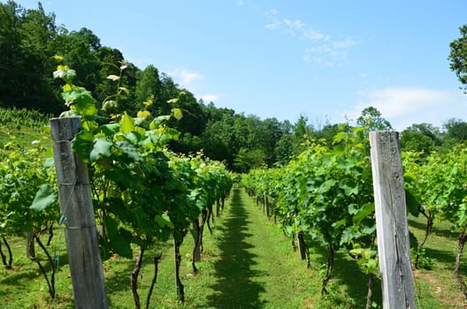 Grapes on the vine in rural North Carolina. Growing in the early summer.