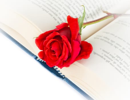 red rose on open book on white background