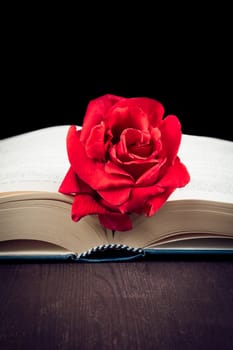 red rose on open book on old wood background