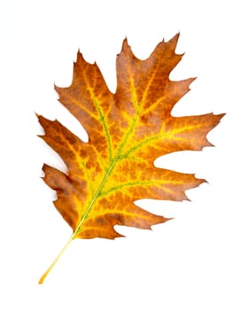 bright autumn leaf, isolated on white