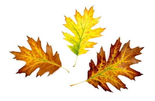 Three autumn colorful oak leaves on white background