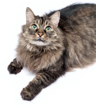 Beautiful furry adult cat on white background