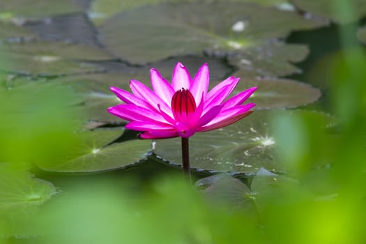 Pink lotus blossoms or water lily flowers blooming on pond