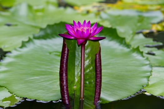 Pink lotus blossoms or water lily flowers blooming on pond