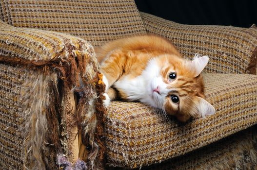 As our beloved pets are destroying the upholstery on the furniture