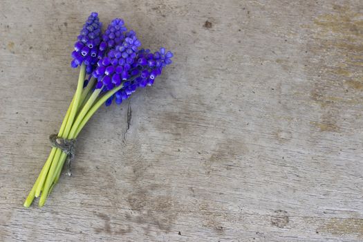 Bunch of blue flower (Muscari botryoides) on wooden background