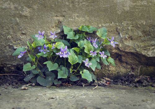 Flower grew in a crevice of concrete.