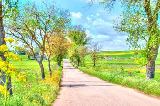 rural road with trees along under daylight