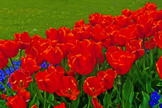 Landscaped Park with Flower Bed in Switzerland