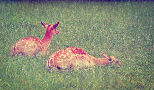 Deers Grazing in the Alpine Meadows of Bavaria, Instagram Effect