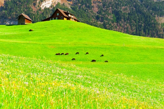 Goats Grazing on Green Pasture in Switzerland