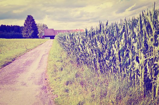 Asphalt Path between Corn  Fields in Bavaria, Instagram Effect