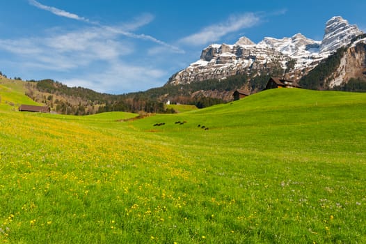 Goats Grazing on Green Pasture in Switzerland